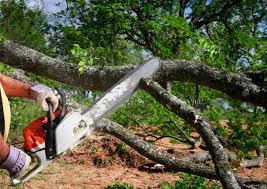 Best Tree Trimming and Pruning  in Prosper, TX